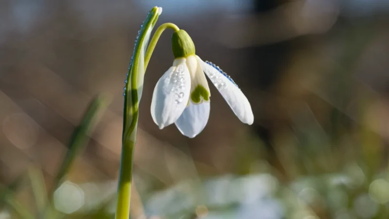 Probouzení přírody